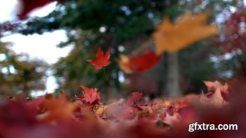 Slow mo autumn leaves floating to the ground