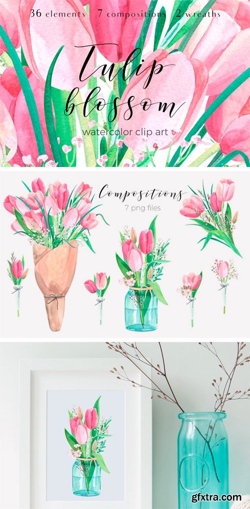 CM 1380810 - Tulip Blossom. Watercolor Clip Art