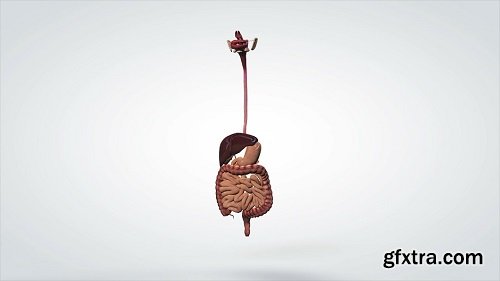 3d animated model human digestive system