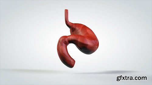 3d animated model rotating human stomach