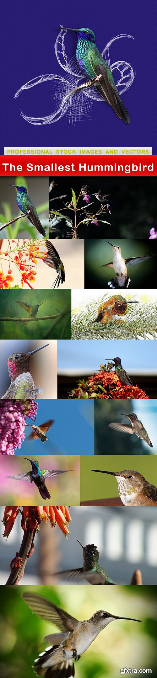 The Smallest Hummingbird - 15 UHQ JPEG