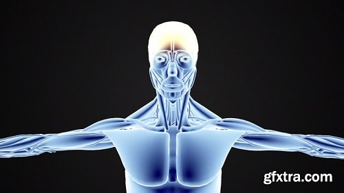 3d model human body anatomy scan rotating bottom up