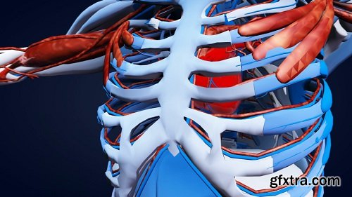 3d rotating anatomical human model ribcage