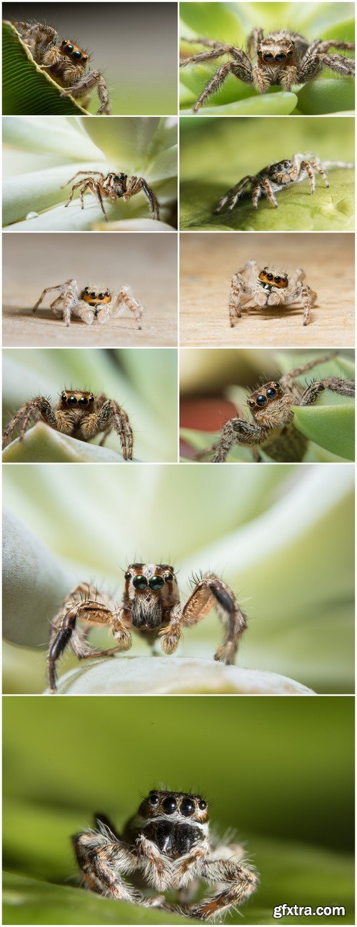 Macro spider on green leaf 10X JPEG