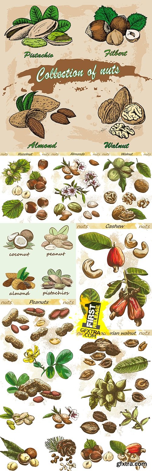 Nuts dried and fried collection of sketches and illustrations