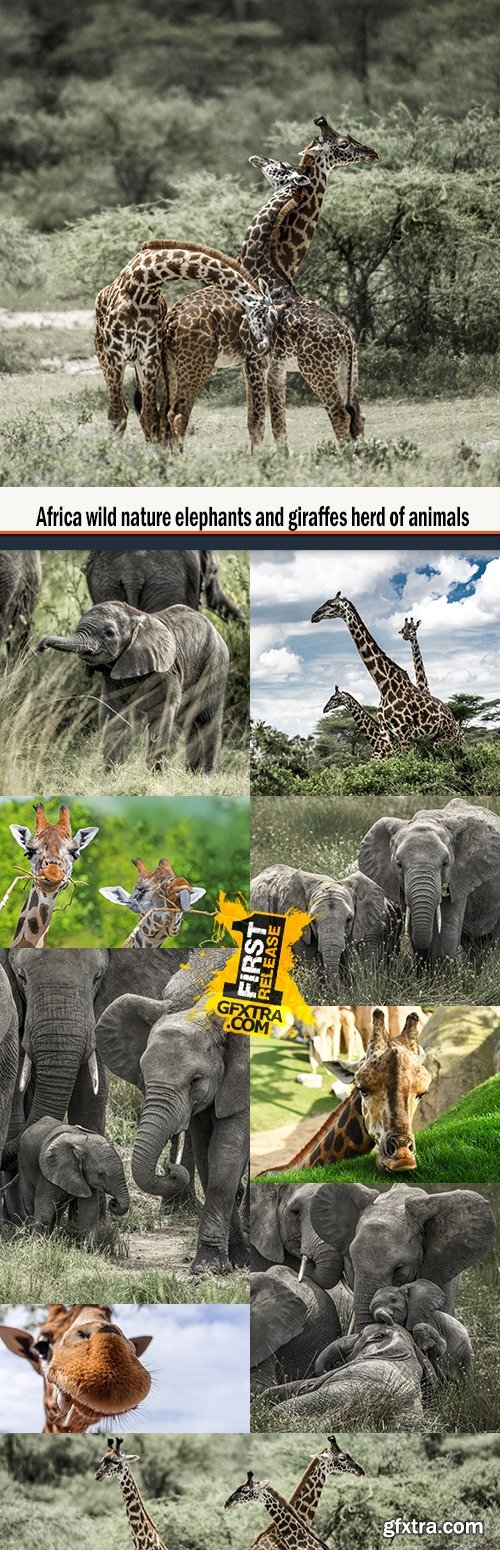 Africa wild nature elephants and giraffes herd of animals