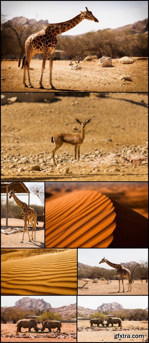 Desert Sand and animal safaris 8X JPEG