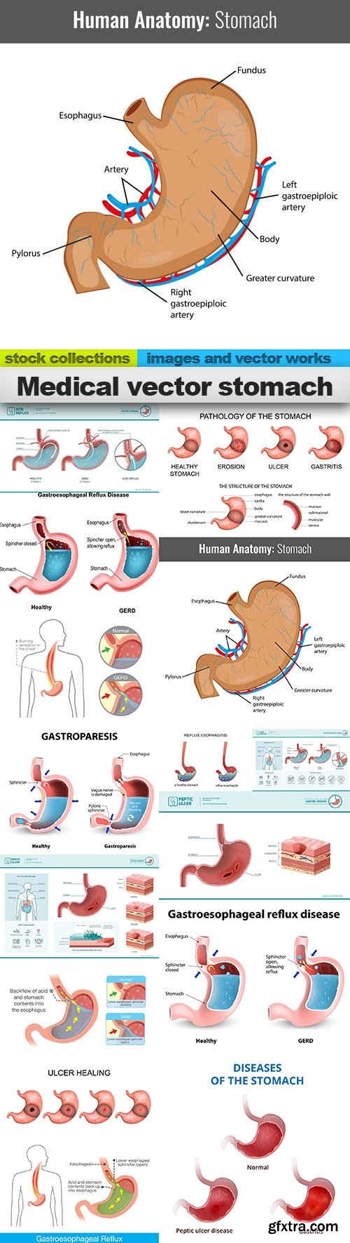 Medical vector stomach, 15 x EPS