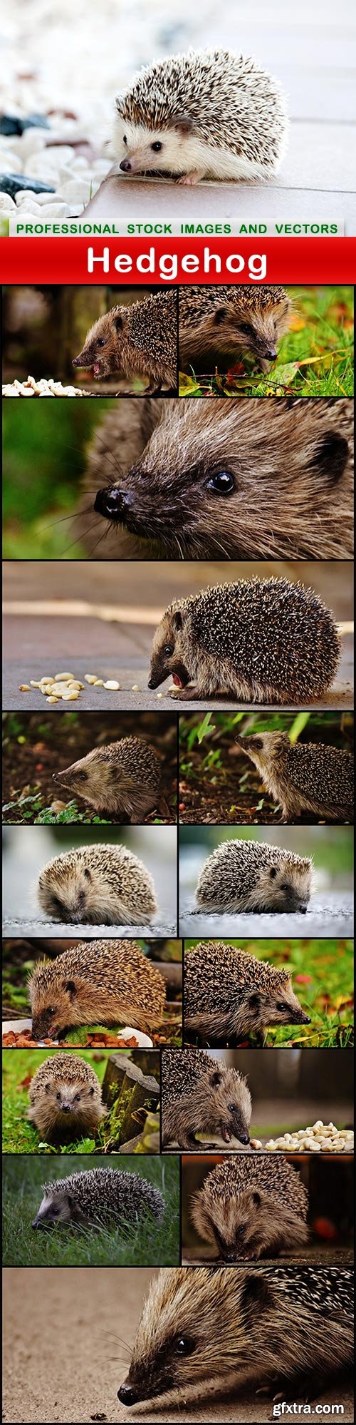 Hedgehog - 16 UHQ JPEG