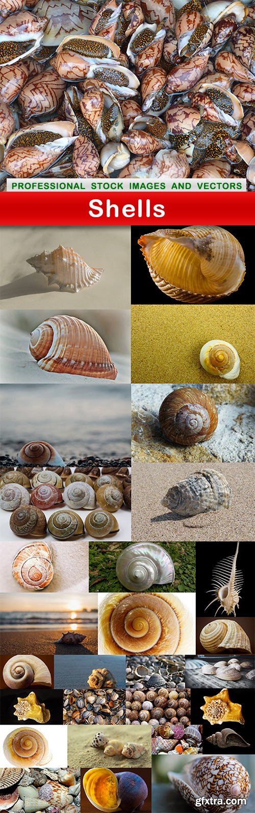 Shells - 30 UHQ JPEG