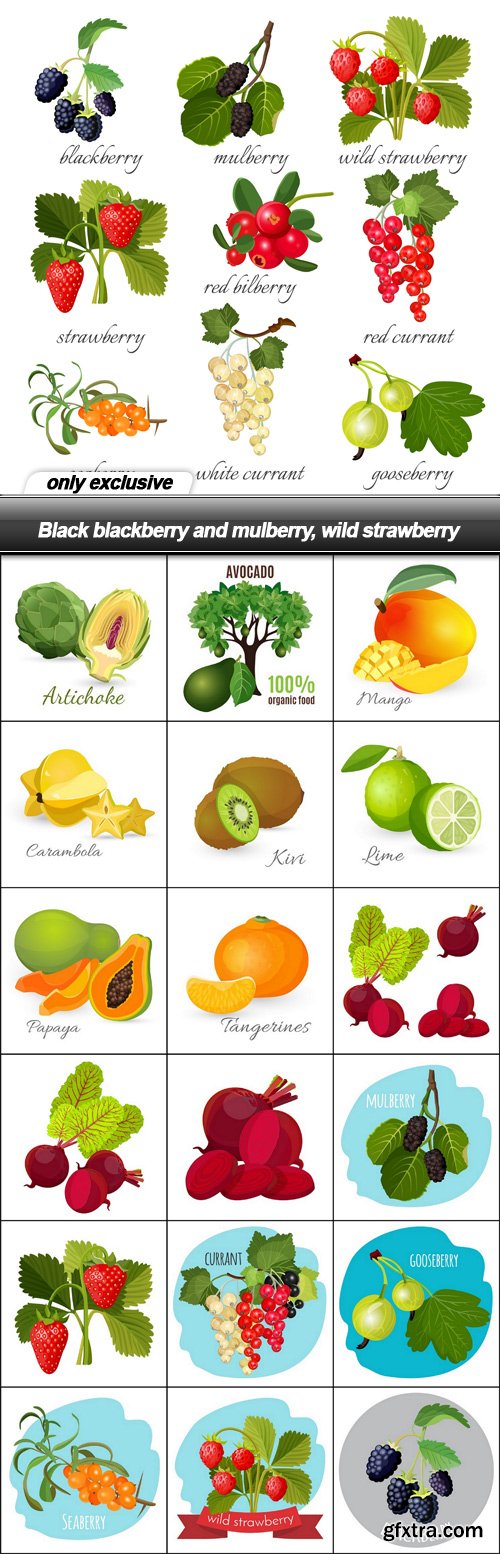 Black blackberry and mulberry, wild strawberry - 19 EPS