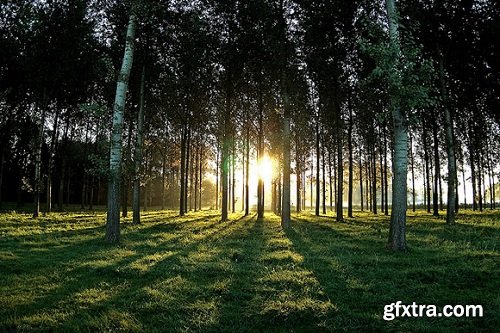 Professional Outdoor & Nature Photography: Natural Light