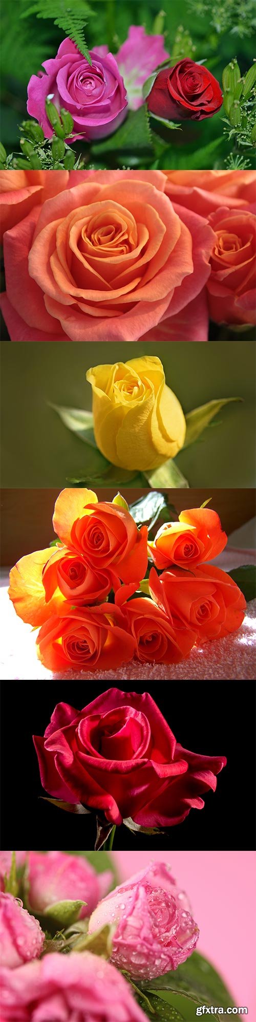 Roses of different colors