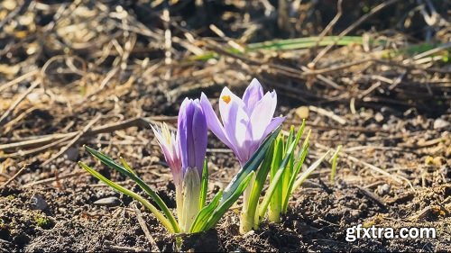 Crocuses Grow Spring Time Laps 4k