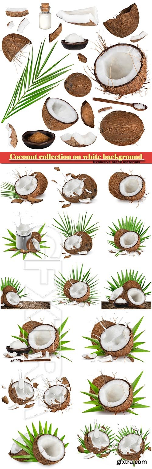 Coconut collection on white background