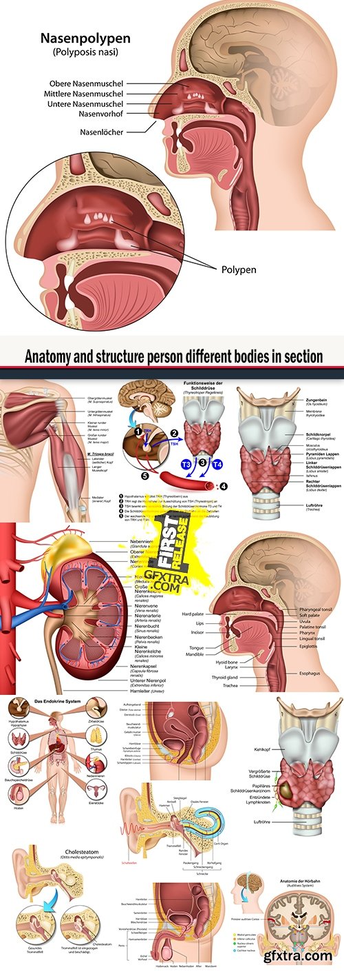 Anatomy and structure person different bodies in section