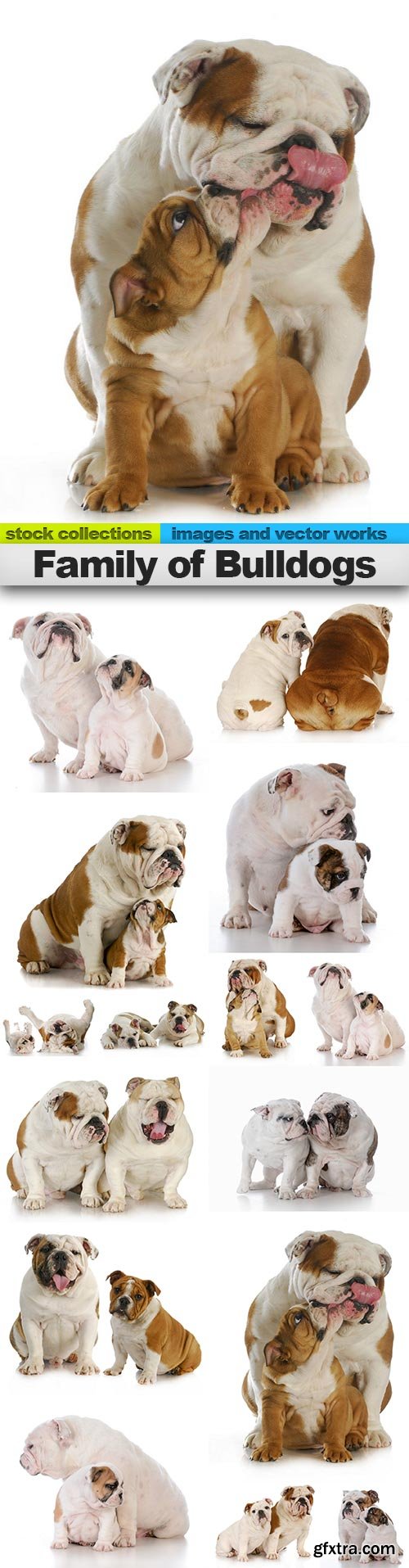 Family of Bulldogs, 15 x UHQ JPEG