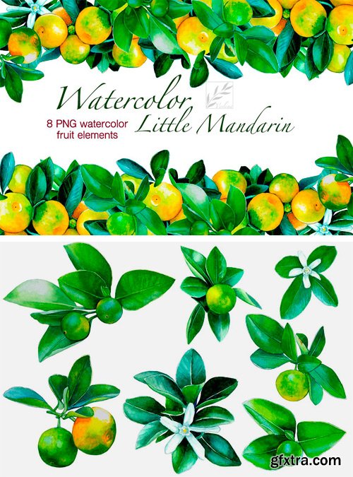 CM 1432792 - Watercolour Little Mandarins