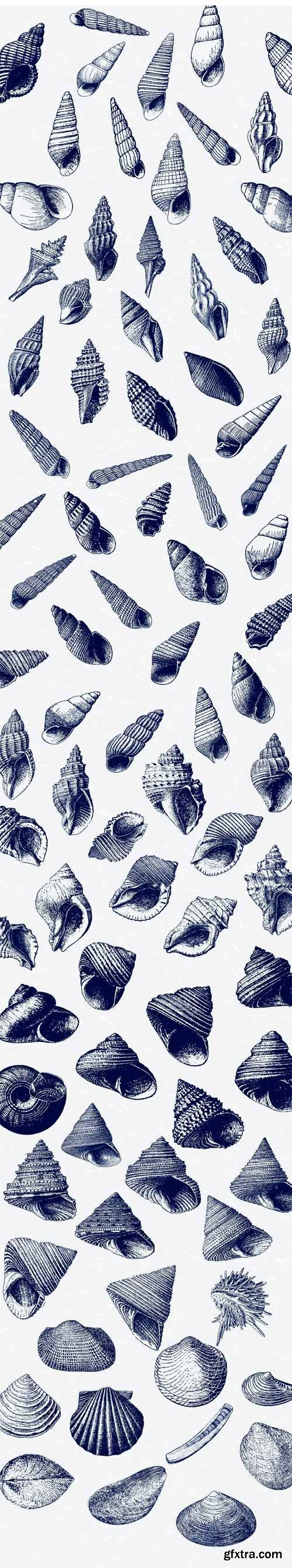 CM 1433506 - Seashell Illustration Mega Bundle