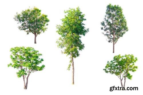 Tree Isolated on White Background 15