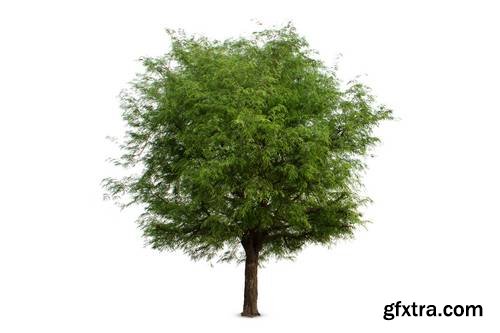 Tree Isolated on White Background 15