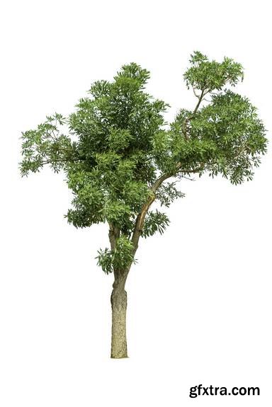 Tree Isolated on White Background 15