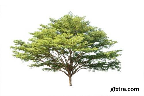 Tree Isolated on White Background 15