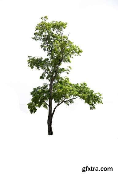 Tree Isolated on White Background 15