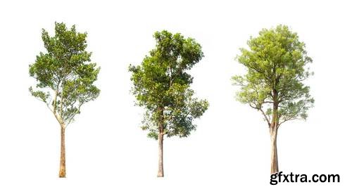 Tree Isolated on White Background 15