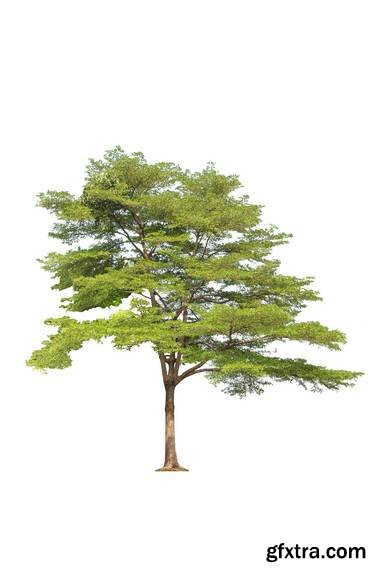 Tree Isolated on White Background 15