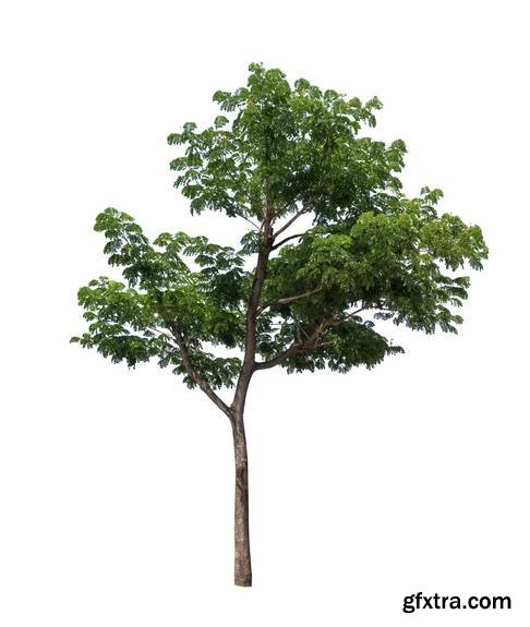 Tree Isolated on White Background 15