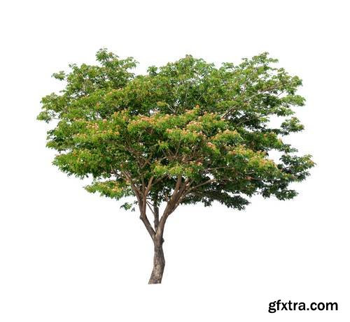 Tree Isolated on White Background 15