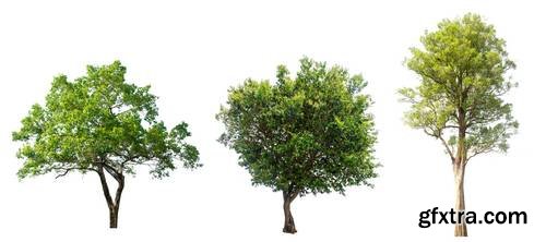 Tree Isolated on White Background 15