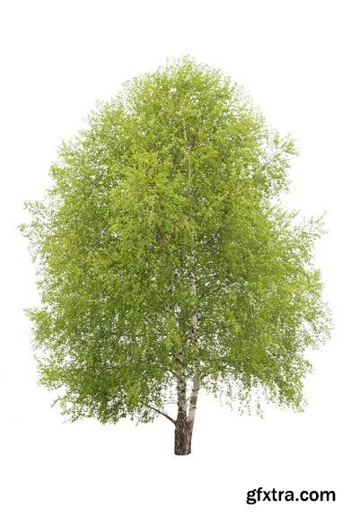 Tree Isolated on White Background 16