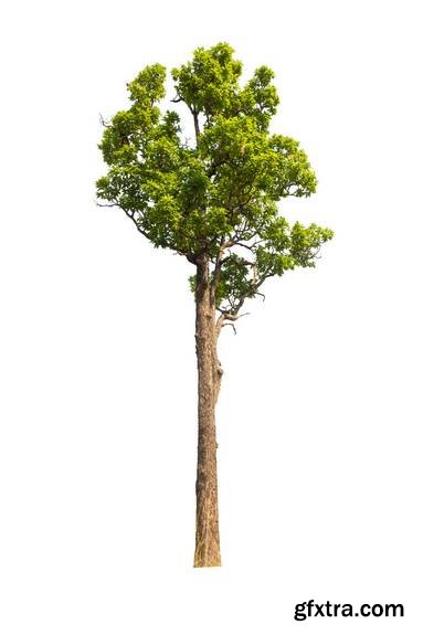 Tree Isolated on White Background 16