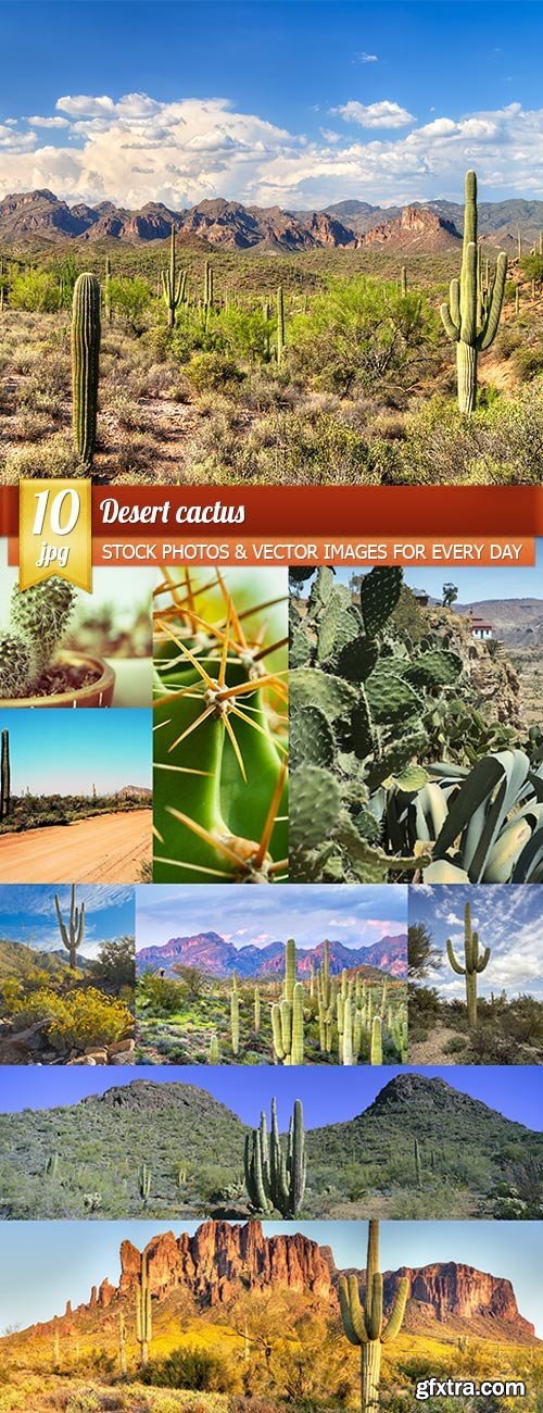 Desert cactus, 10 x UHQ JPEG