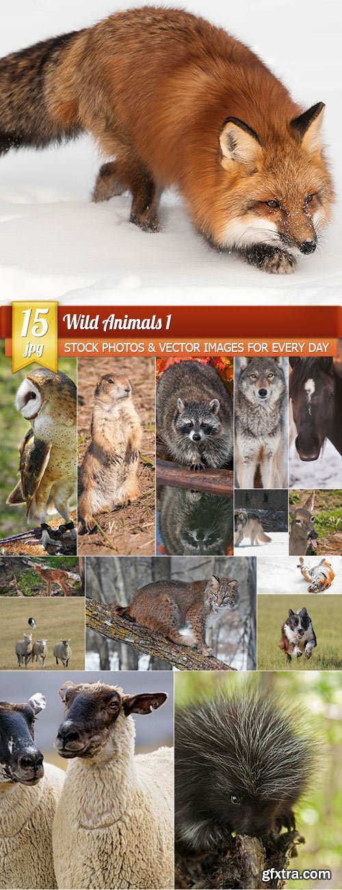 Wild Animals 1, 15 x UHQ JPEG