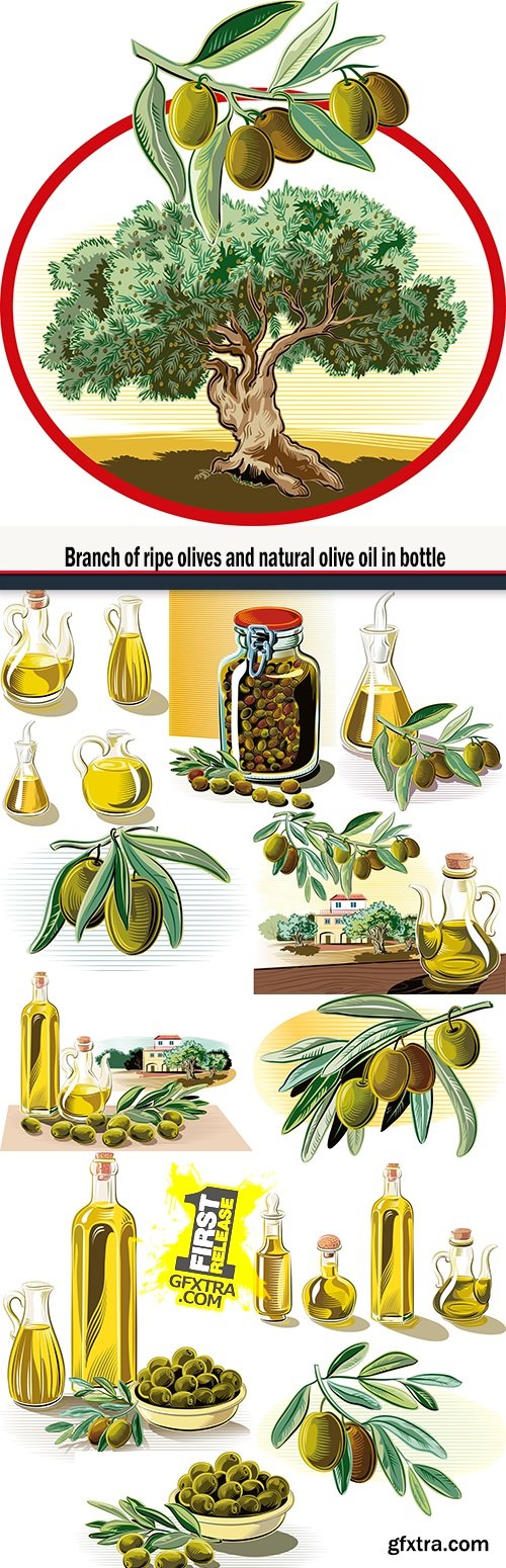 Branch of ripe olives and natural olive oil in bottle