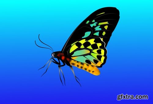 Butterfly wing 8 EPS