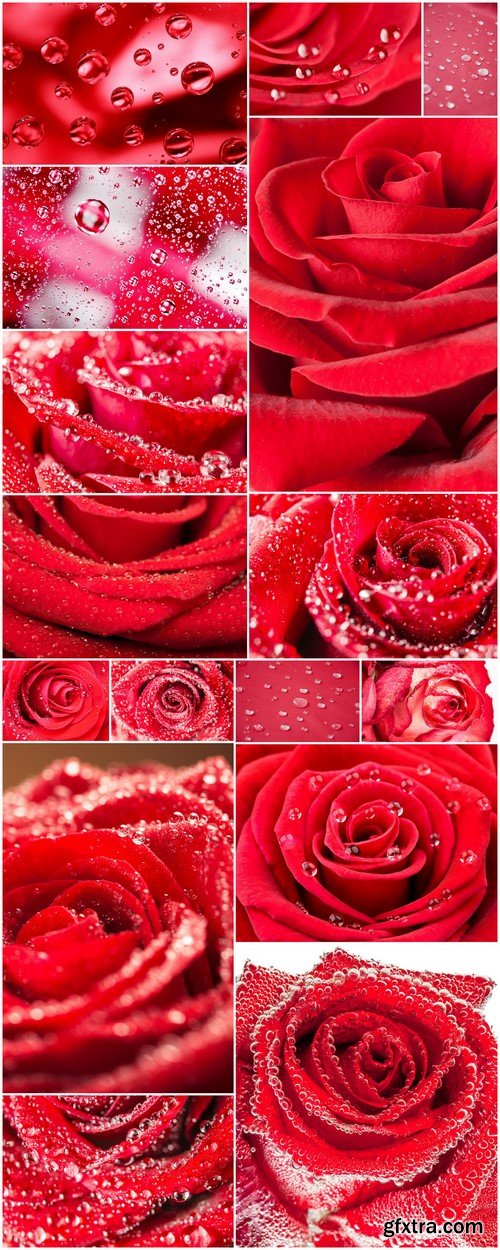 Red rose with water drops closeup 16X JPEG