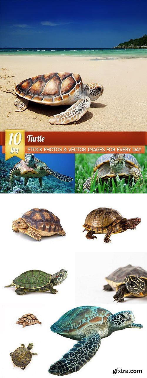 Turtle, 10 x UHQ JPEG