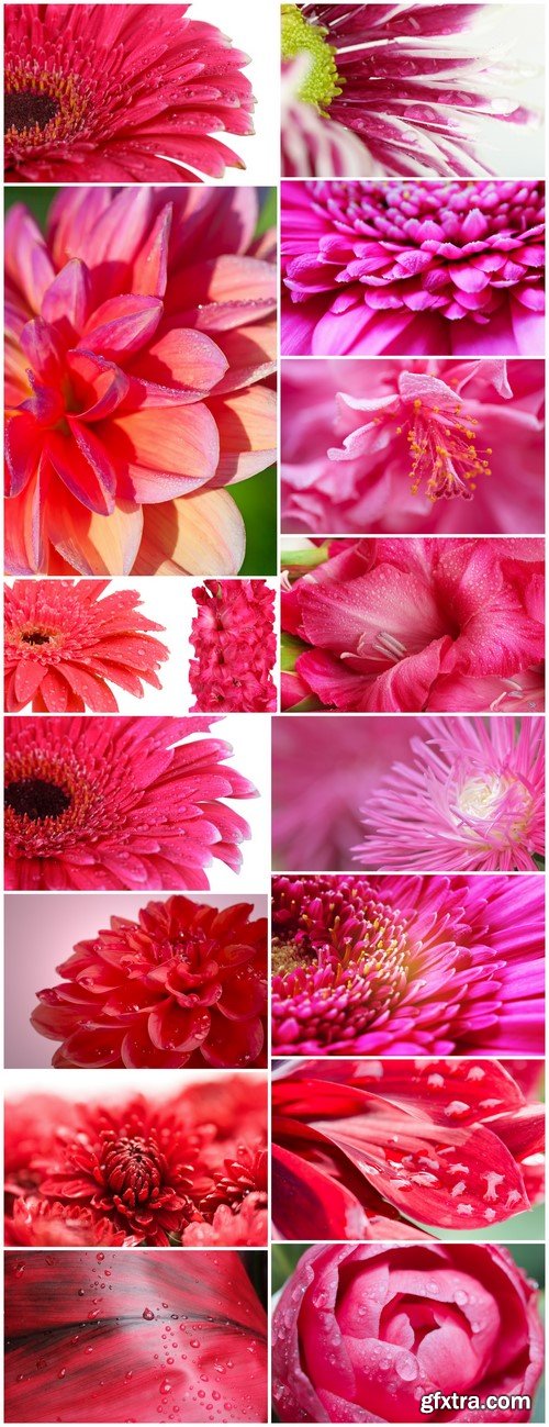 Beautiful pink gerbera flower 16X JPEG