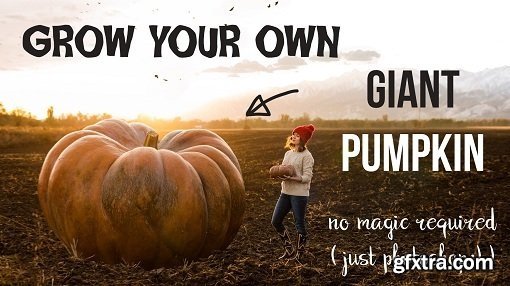 Creative Photography: Grow Your Own Giant Pumpkin!