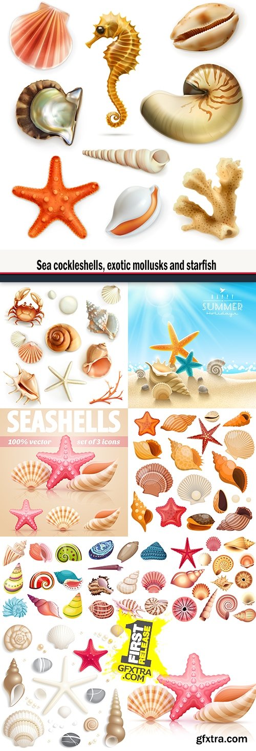 Sea cockleshells, exotic mollusks and starfish