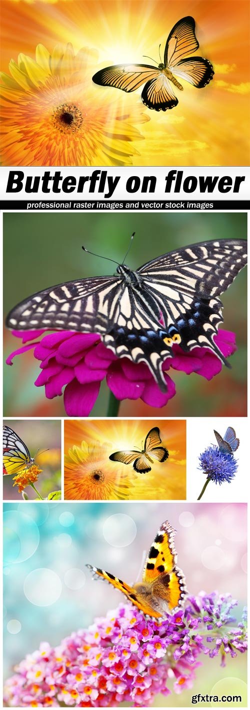 Butterfly on flower - 5 UHQ JPEG