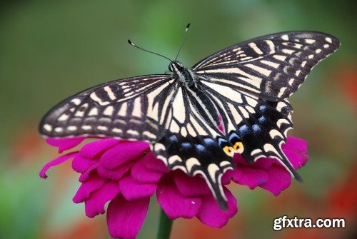 Butterfly on flower - 5 UHQ JPEG