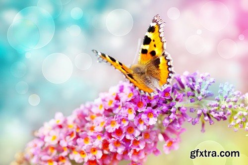 Butterfly on flower - 5 UHQ JPEG