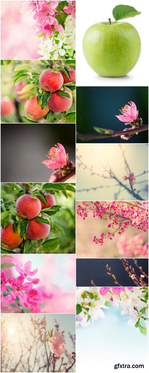 Spring background, flowers, apples 12X JPEG