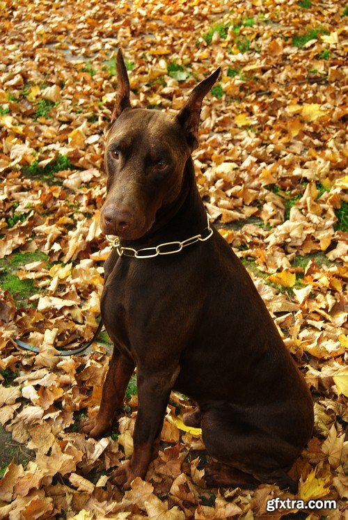 Doberman 1 - 7 UHQ JPEG