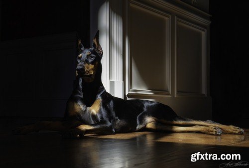 Doberman 1 - 7 UHQ JPEG